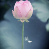 王淼淼